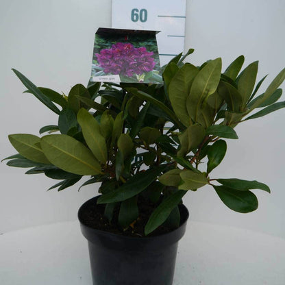  Rhododendron (Rhododendron 'Marcel Menard')