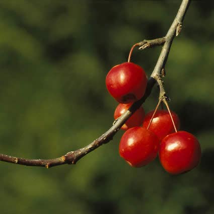  Sierappel (Malus 'Red Sentinel')