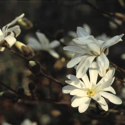  Stermagnolia Als Struik (Magnolia Stellata)