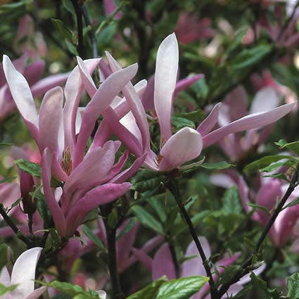  Beverboom Als Struik (Magnolia Susan)