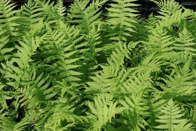  Borderpakket Jungle Border