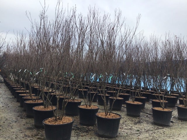 Meerstammige Kornoelje (Cornus Kousa 'Milky Way')