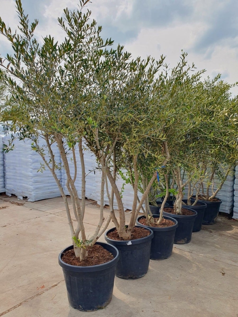  Meerstammige Olijfboom (Olea Europaea)
