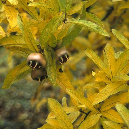  Mispel (Mespilus Germanica)