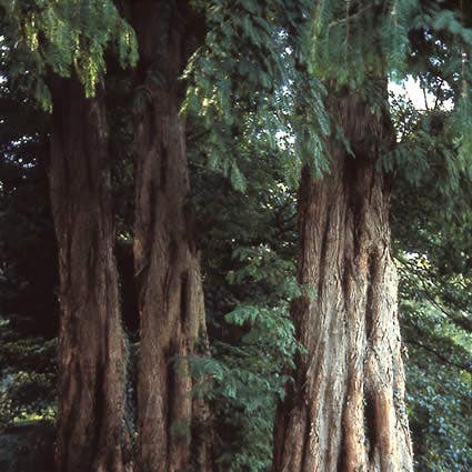  Watercipres (Metasequoia Glyptostroboides)