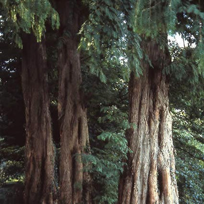  Watercipres (Metasequoia Glyptostroboides)