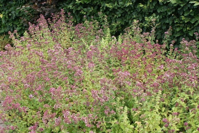 Citroenmelisse (Melissa Officinalis) BIO