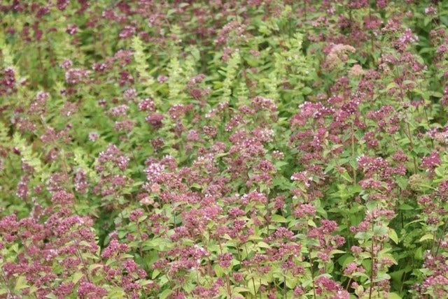  Citroenmelisse (Melissa Officinalis)
