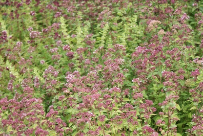  Citroenmelisse (Melissa Officinalis)