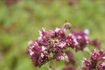  Citroenmelisse (Melissa Officinalis)