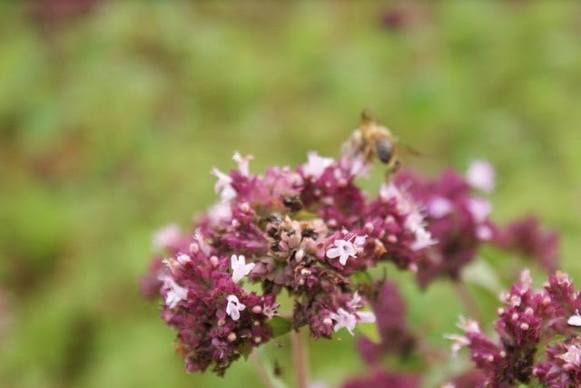  Citroenmelisse (Melissa Officinalis) BIO