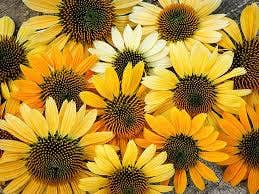  Zonnehoed (Echinacea 'Mellow Yellow')