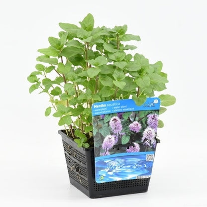  Watermunt (Mentha Aquatica)
