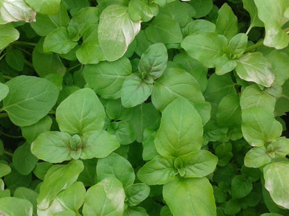  Watermunt (Mentha Aquatica)