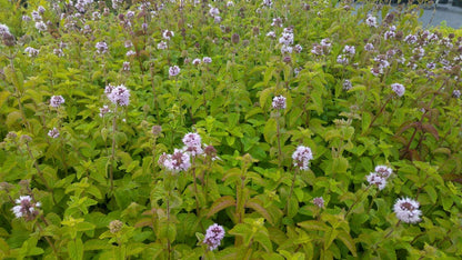  Watermunt (Mentha Aquatica)