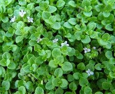  Kruipende Munt/Corsikaanse Munt (Mentha Requienii)