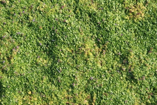  Kruipende Munt/Corsikaanse Munt (Mentha Requienii)
