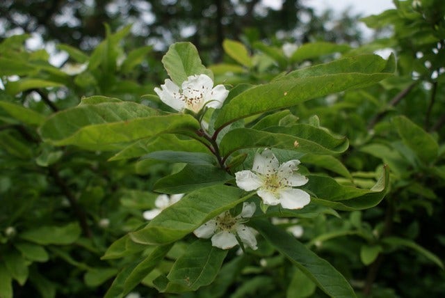  Mispel (Mespilus Germanica)