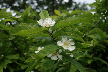  Mispel (Mespilus Germanica)