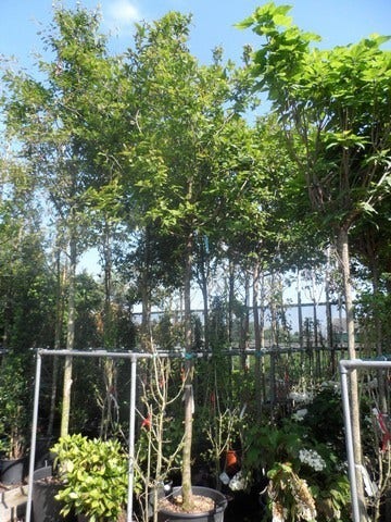  Mispel (Mespilus Germanica)