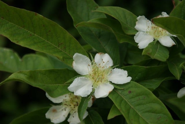  Mispel (Mespilus Germanica)