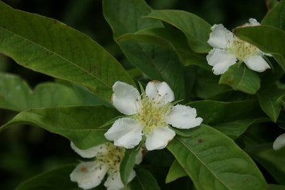  Mispel (Mespilus Germanica)