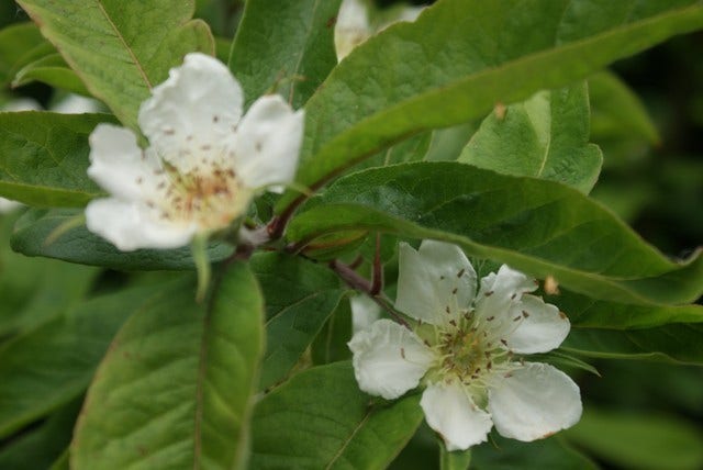  Mispel (Mespilus Germanica)