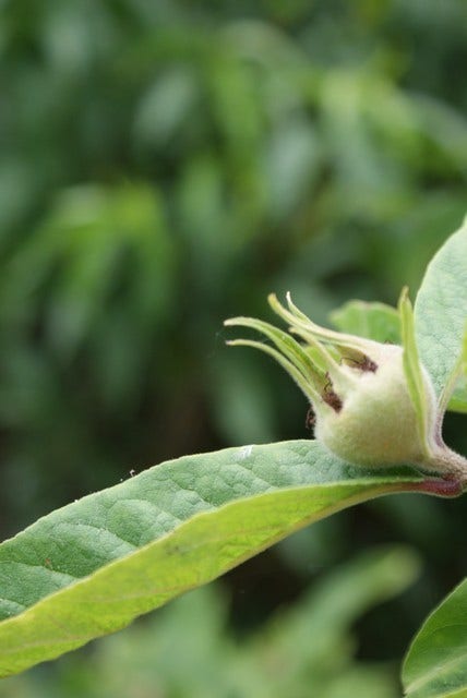  Mispel (Mespilus Germanica)