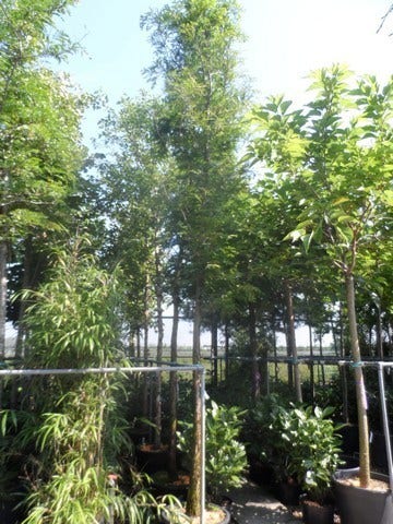  Watercipres (Metasequoia Glyptostroboides)