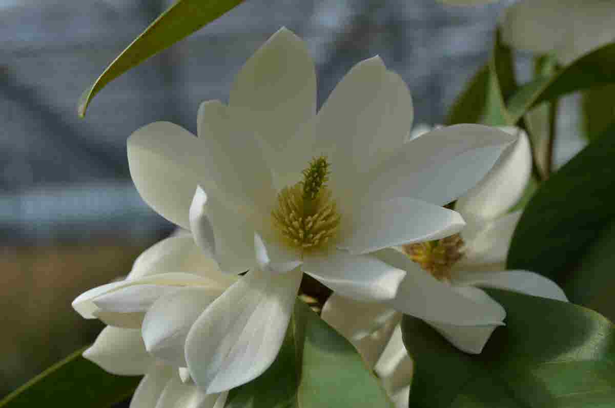  Michelia 'Fairy Magnolia White'