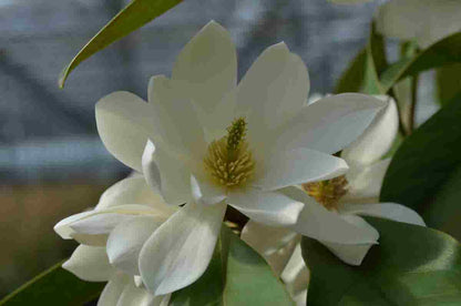  Michelia 'Fairy Magnolia White'