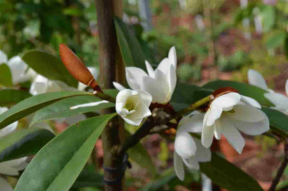  Michelia 'Fairy Magnolia White'