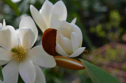  Michelia 'Fairy Magnolia White'