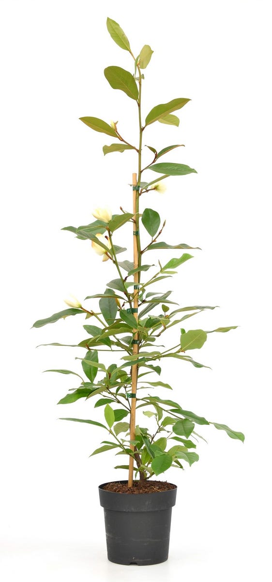  Michelia 'Fairy Magnolia Cream'