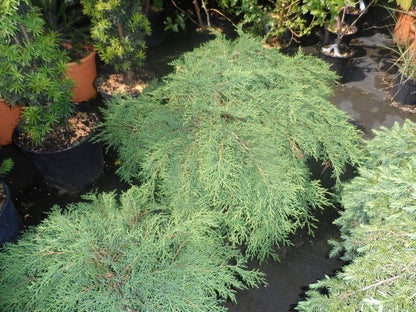  Valse Jeneverbes (Microbiota Decussata)