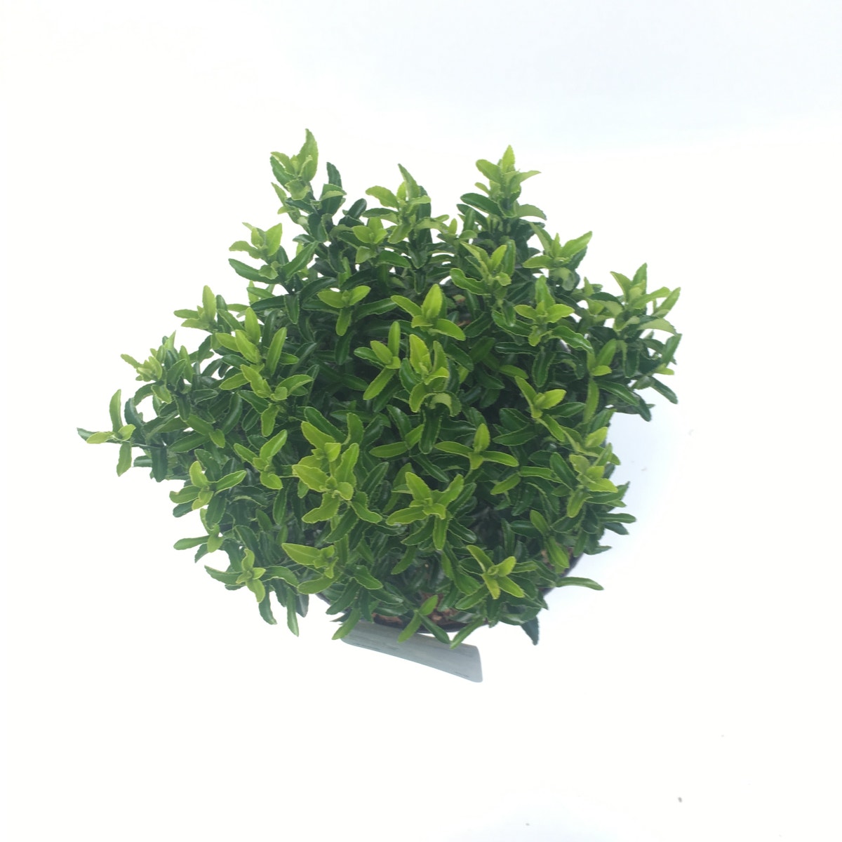  Kardinaalsmuts (Euonymus Jap. 'Microphyllus')