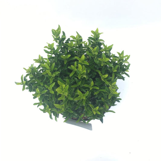  Kardinaalsmuts (Euonymus Jap. 'Microphyllus')