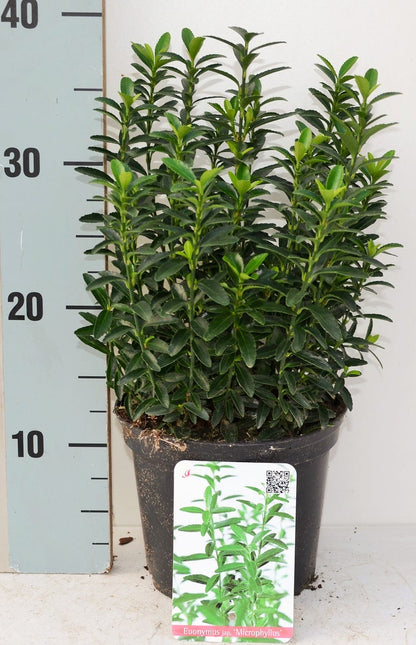  Kardinaalsmuts (Euonymus Jap. 'Microphyllus')