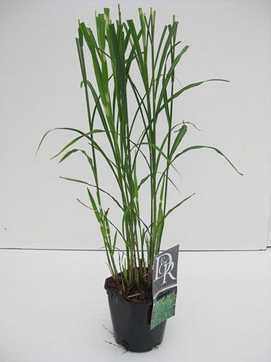  Prachtriet / Chinees Riet (Miscanthus Sinensis 'Strictus')