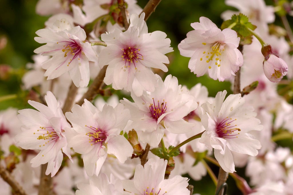  Japanse Sierkers (Prunus Incisa ‘Mikinori’)