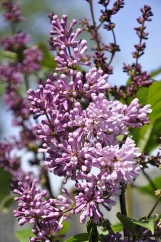  Sering (Syringa Villosae 'Minuet')