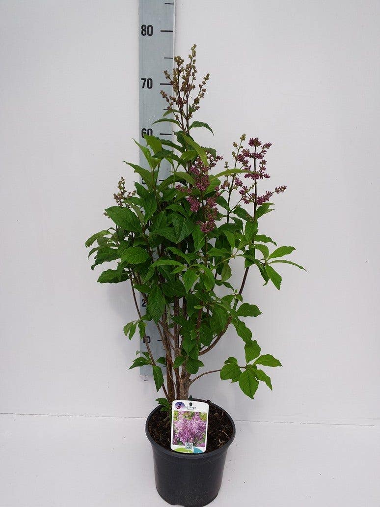  Sering (Syringa Villosae 'Minuet')