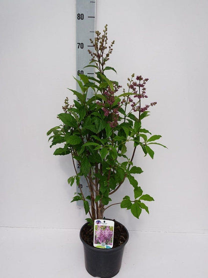  Sering (Syringa Villosae 'Minuet')