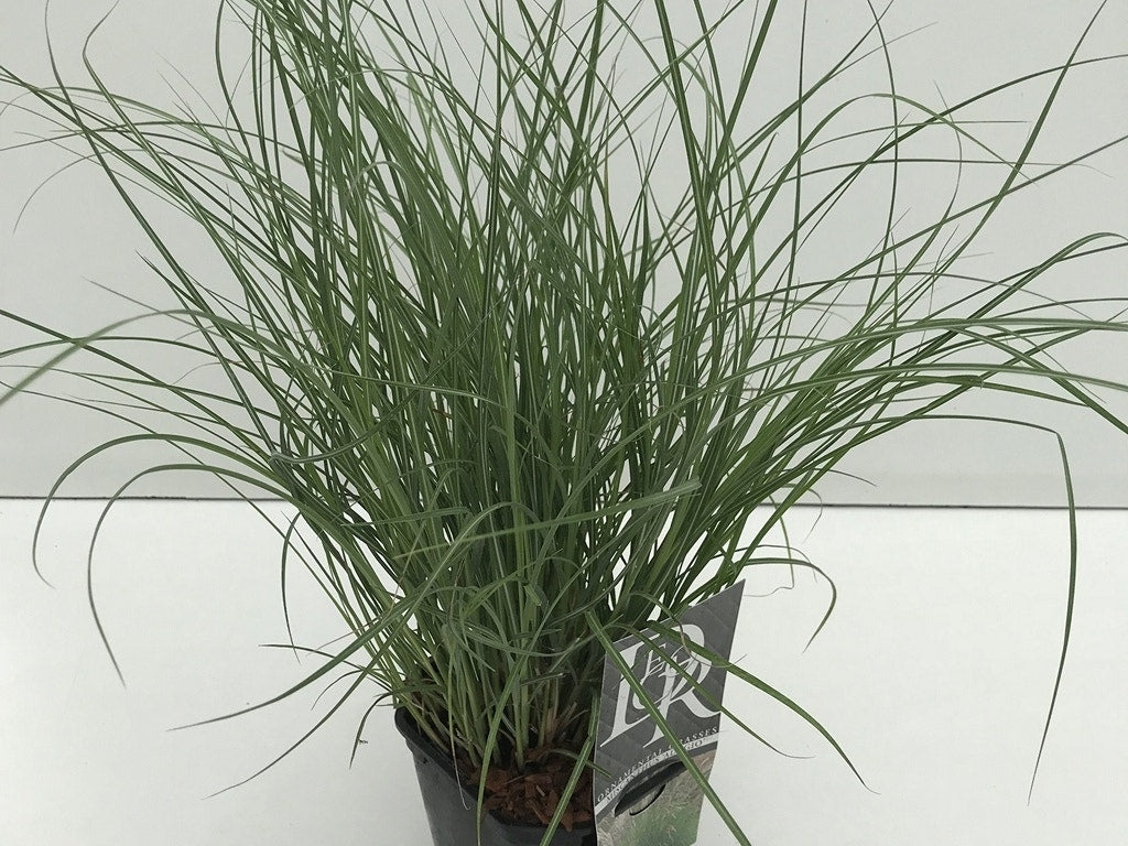  Prachtriet (Miscanthus Sinensis 'Adagio')