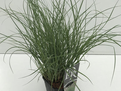  Prachtriet (Miscanthus Sinensis 'Adagio')