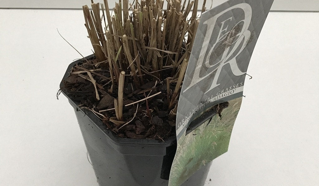  Prachtriet (Miscanthus Sinensis 'Adagio')