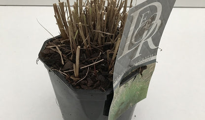  Prachtriet (Miscanthus Sinensis 'Adagio')
