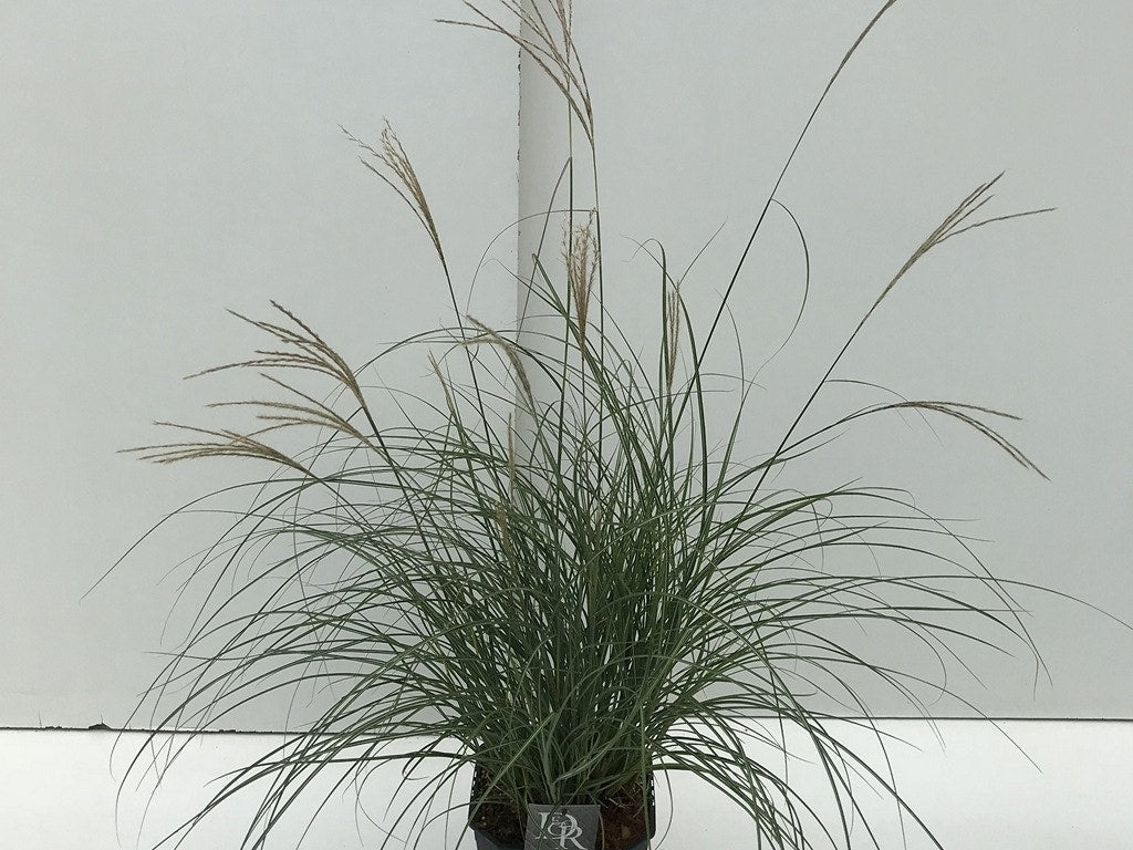  Prachtriet (Miscanthus Sinensis 'Adagio')