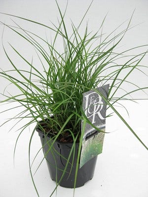  Prachtriet (Miscanthus Sinensis 'Adagio')