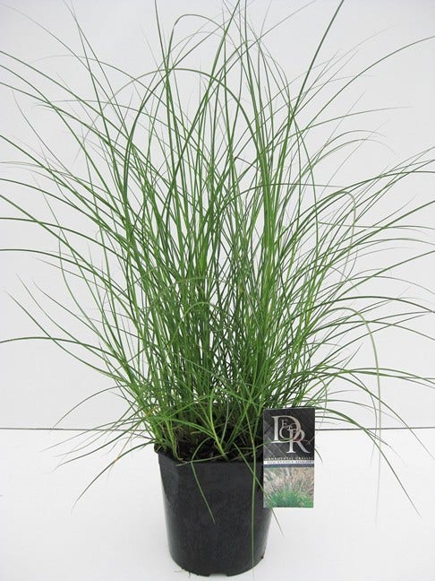  Prachtriet (Miscanthus Sinensis 'Adagio')